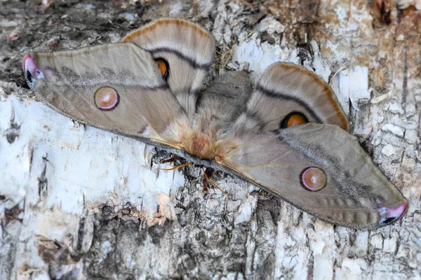 Emperor Gum Moth Opodiphthera Eucalypti Bela Mariposa Grande Das Florestas — Fotografia de Stock