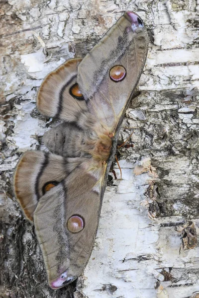 金蛾皇帝 Emperor Gum Moth Opodiphthera Eucalypti 澳大利亚森林中美丽的大蛾 — 图库照片