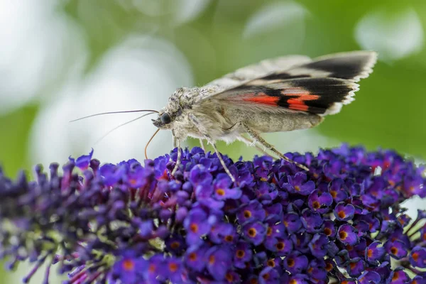 Fransız Kırmızı Güvesi Catocala Elocata Avrupa Ormanlarından Güzel Büyük Güve — Stok fotoğraf