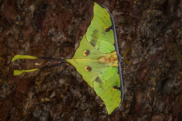 非洲月蛾 非洲森林中的大型绿色蚕蛾Argema Mimosae — 图库照片