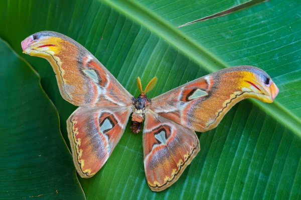 Atlas Moth Attacus地图集 美丽的大型图标蛾 产自亚洲森林和林地 印度尼西亚婆罗洲 — 图库照片