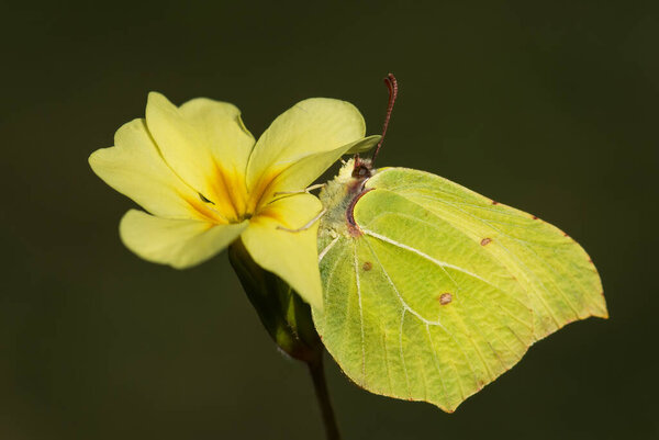 Common Brimstone - Gonepteryx rhamni, beautiful yellow butterfly from European gardens and meadows, Zlin, Czech Republic.