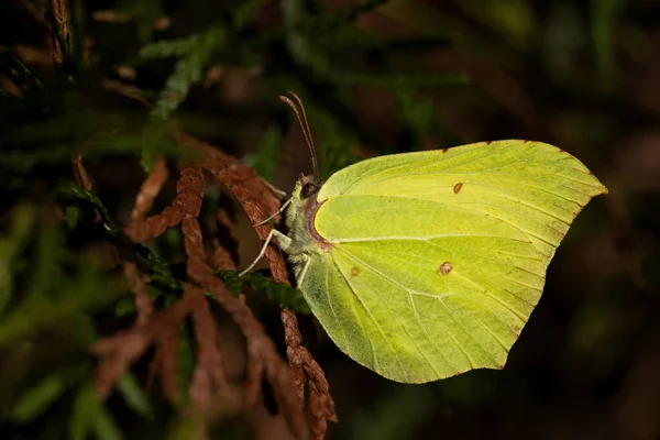 Schwefel Gonepteryx Rhamni Schöner Gelber Schmetterling Aus Europäischen Gärten Und — Stockfoto