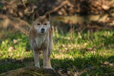 Yeni Gine Şarkı Söyleyen Köpeği - Canis lupus hallstromi, Yeni Gine Dağlık Ormanları 'ndan güzel ve nadir bir kurt..