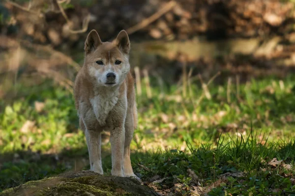 Yeni Gine Şarkı Söyleyen Köpeği - Canis lupus hallstromi, Yeni Gine Dağlık Ormanları 'ndan güzel ve nadir bir kurt..
