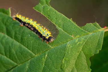 Büyük Tavus Kelebeği Tırtılı- Saturnia Pyri, Avrupa 'dan güzel büyük güvelerin tırtılı, Çek Cumhuriyeti.