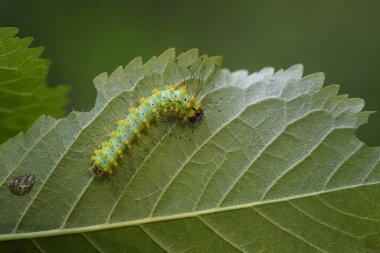 Büyük Tavus Kelebeği Tırtılı- Saturnia Pyri, Avrupa 'dan güzel büyük güvelerin tırtılı, Çek Cumhuriyeti.