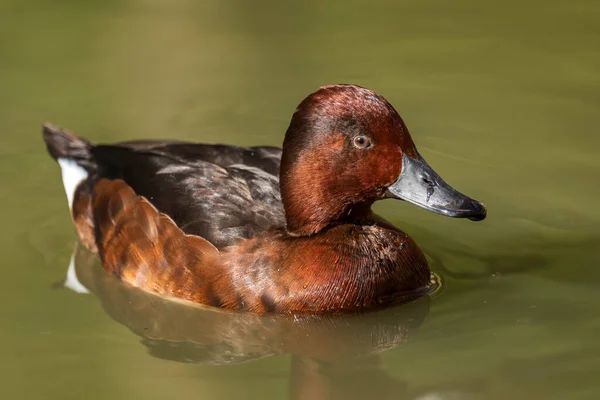 Ferruginous Duck Aythya Nyroca 美しい色のアヒルからヨーロッパの新鮮な水と湿地 クロアチア — ストック写真