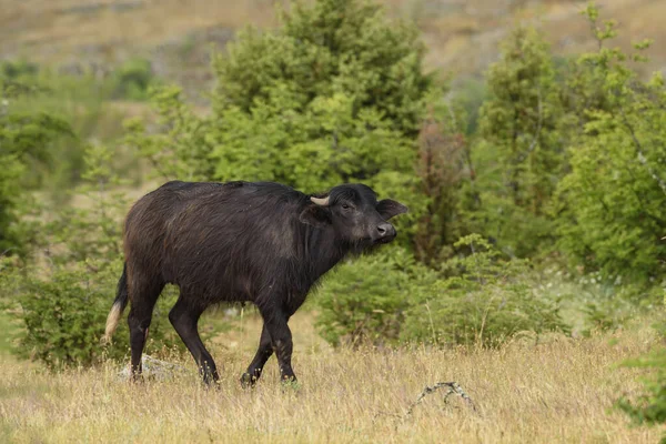 Águas Domésticas Buffalo Bubalus Arnee Mamífero Grande Pântanos Prados Euroasiáticos — Fotografia de Stock