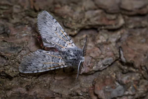 Puss Moth Cerura Vinula Kleine Mooie Mot Uit Europese Bossen — Stockfoto