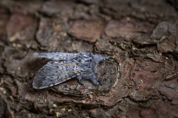 Kotka Moth Cerura Vinula Mała Piękna Ćma Europejskich Lasów Lasów — Zdjęcie stockowe