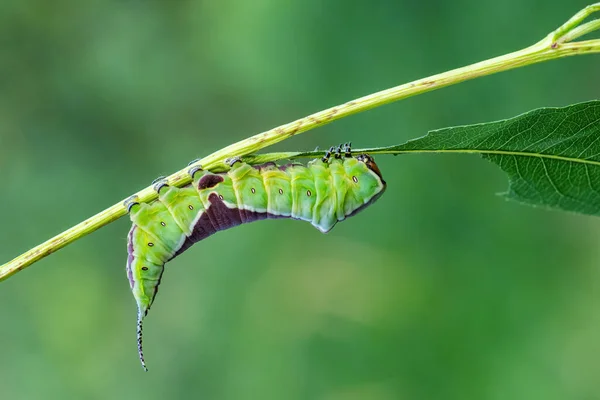 Puss Moth Cerura Vinula Pequena Mariposa Bonita Florestas Florestas Europeias — Fotografia de Stock