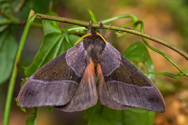 皇帝蛾 Emperor Moth 来自南美洲森林和林地的美丽的大蛾 厄瓜多尔 — 图库照片