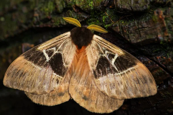 Emperor Moth 来自南美洲森林和林地的美丽的大蛾 厄瓜多尔 — 图库照片