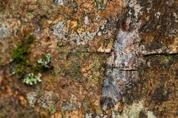 Geometermotte Iridopsis Appetens Schöne Maskenmotte Aus Südamerikanischen Wäldern Östlichen Andenhängen — Stockfoto