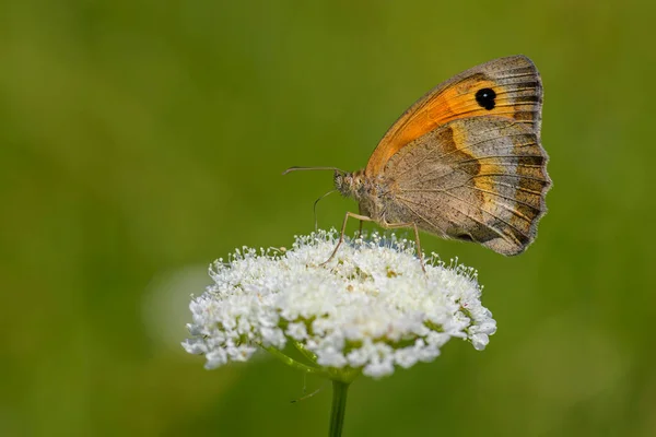 小型希思蝴蝶 科恩尼皮哈潘普希勒蝴蝶 美丽的褐色和橙色蝴蝶 来自欧洲和北非 保加利亚东罗多普 — 图库照片