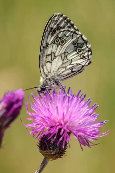 Borboleta Branca Marmorizada Melanargia Galathea Bela Borboleta Preta Branca Prados — Fotografia de Stock