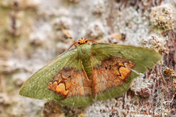 Ćma Geometryczna Pyrochlora Rhanis Piękne Kolorowe Ćmy Lasów Ameryki Południowej — Zdjęcie stockowe