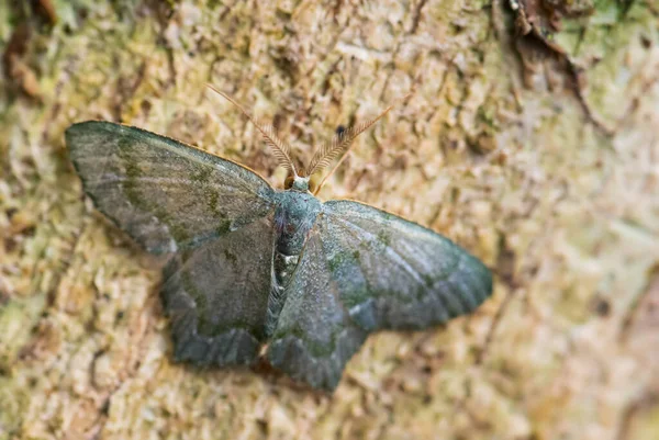 Geometer Moth Chloropteryx Diluta Small Colored Geometer Moth South America —  Fotos de Stock