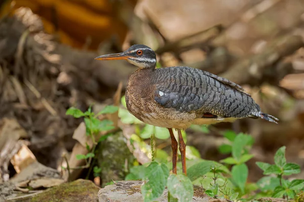 Sunbittern Eurypyga Helias Special Tropical Bird Central South American Forests — Stock Photo, Image
