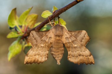 Poplar Hawk-güve - Laothoe populi, Avrupa ormanları ve ormanlarından güzel özel güve, Çek Cumhuriyeti.