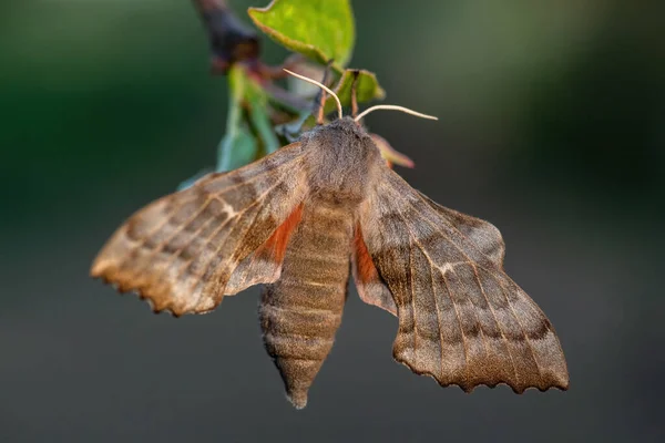 Poplar Hawk Moth Laothoe Populi 来自欧洲森林和林地的美丽的特殊蛾 捷克共和国 — 图库照片