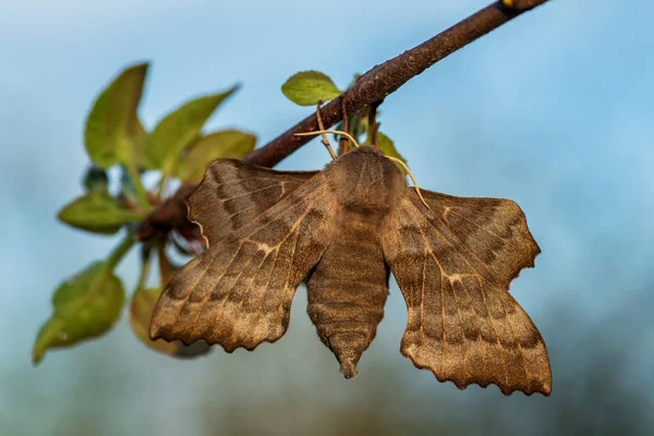 Poplar Hawk Moth Laothoe Populi 来自欧洲森林和林地的美丽的特殊蛾 捷克共和国 — 图库照片