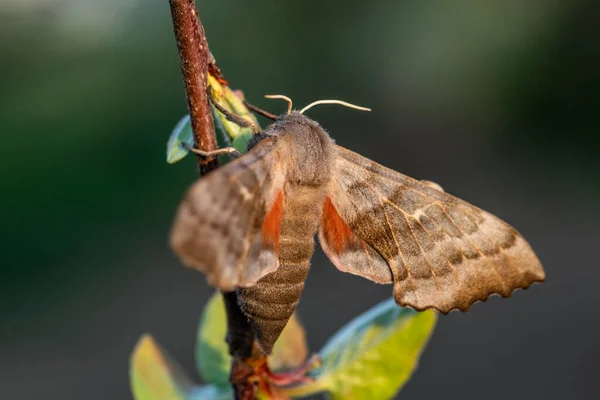 Poplar Hawk Moth Laothoe Populi 来自欧洲森林和林地的美丽的特殊蛾 捷克共和国 — 图库照片