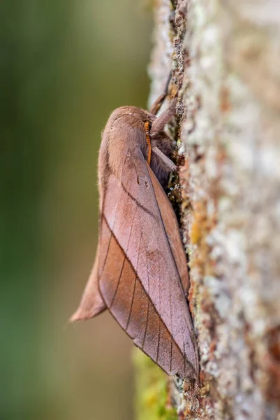 Imperatore Falena Oiticella Bella Falena Grandi Dimensioni Foreste Boschi Sudamericani — Foto Stock