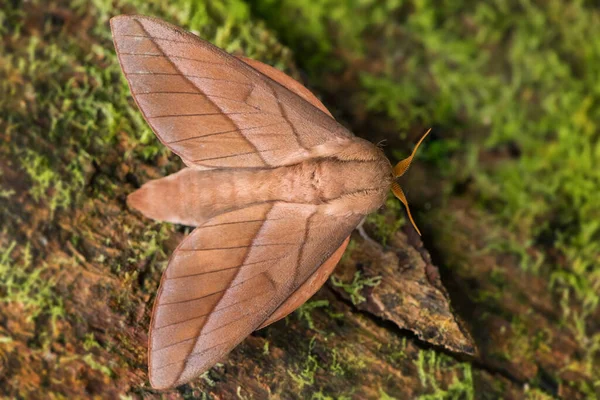 Kaisermotte Oiticella Schöne Große Motte Aus Südamerikanischen Wäldern Und Wäldern — Stockfoto