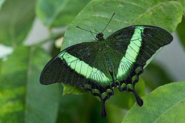 Zümrüt Kırlangıç - Papilio palinurus, Malezya ormanlarından güzel yeşil ve siyah kelebek.