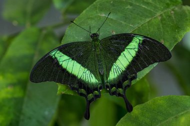 Zümrüt Kırlangıç - Papilio palinurus, Malezya ormanlarından güzel yeşil ve siyah kelebek.
