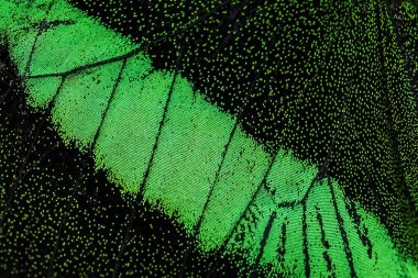 Zümrüt Kırlangıç - Papilio palinurus, Malezya ormanlarından güzel yeşil ve siyah kelebek.