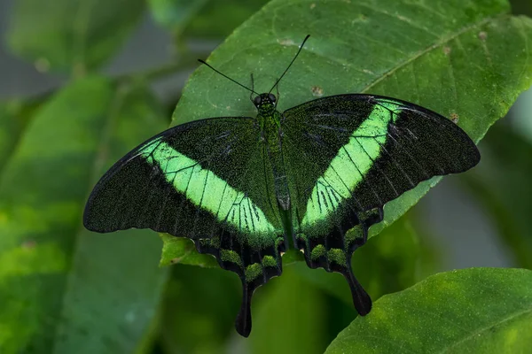 Emerald Swallowtail Papilio Palinurus Beautiful Green Black Butterfly Malaysia Forests — стоковое фото