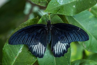 Kırmızı Mormon Kelebeği - Papilio deiphobus rumanzovia, Güneydoğu Asya ormanlarından ve bahçelerinden güzel büyük renkli kelebek, Sulawesi.