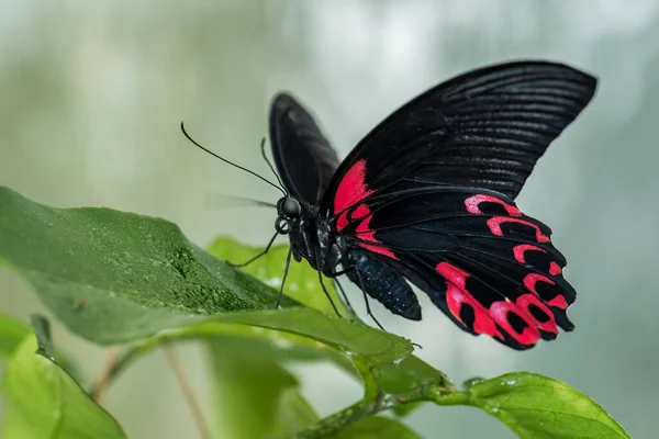 Scarlet Mormon Butterfly Papilio Deiphobus Rumanzovia Beautiful Large Colored Butterfly — Stockfoto