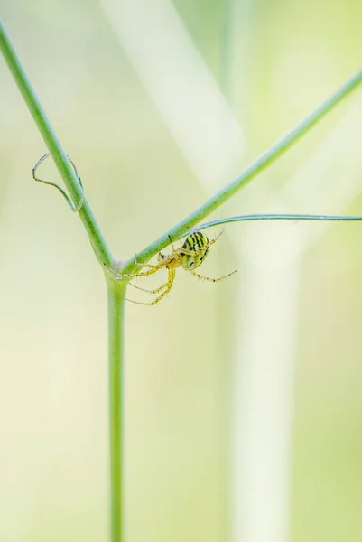 Cricket Bat Orb Weaver Mangora Acalypha Beautiful Small Spider European — Foto de Stock