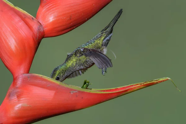 青い通気性ハチドリ コスタリカの中央アメリカの森林や庭園からのSaucerottia Hoffmanni 美しい色のハチドリ — ストック写真