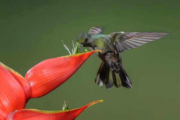 Blauwe Kolibrie Saucerottia Hoffmanni Prachtige Gekleurde Kolibrie Uit Midden Amerika — Stockfoto