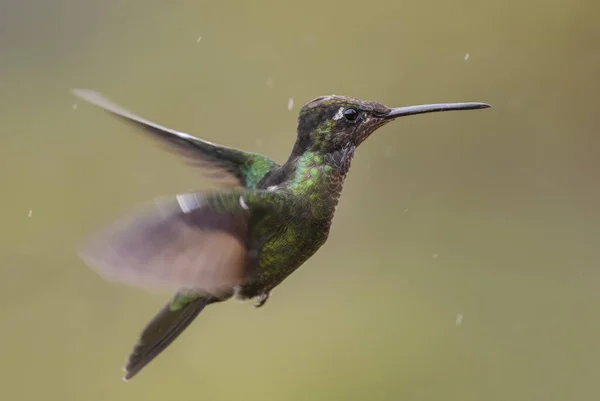 Prachtige Hummingbird Eugenes Fulgens Prachtige Kleurrijke Kolibrie Uit Bossen Midden — Stockfoto
