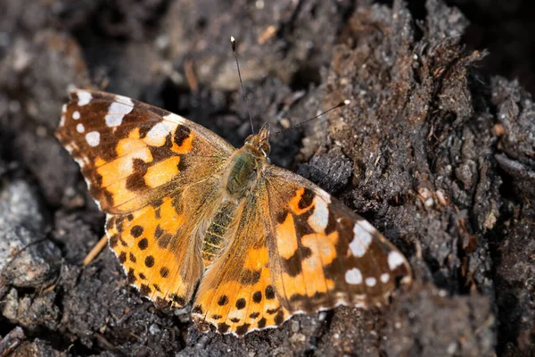 Painted Lady Butterfly Vanessa Cardui Beautiful Colored Butterfly European Meadows — Stock Photo, Image