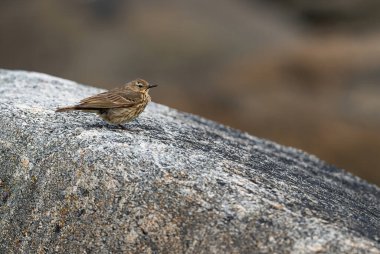 Avrupa Rock Pipit - Anthus petrosus, Avrupa 'nın deniz ve okyanus kıyılarından ve uçurumlarından tüneyen küçük kahverengi kuş, Runde Adası, Norveç. 