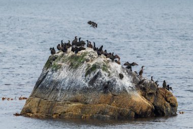 Büyük Karabatak - Phalacrocorax karbonhidrat, Dünya çapındaki göllerden büyük su kuşu, nehirler ve deniz kıyıları, Runde Adası, Norveç.