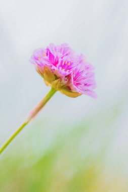 Devil 's bit Scabious - Succisa pratensis, Avrupa çayırlarından ve otlaklarından güzel çiçekli bitki, Runde Adası, Norveç.