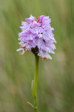 Ortak Benekli Orkide - Dactylorhiza fuchsii, Avrupa çayırlarından ve otlaklarından güzel renkli çiçekli bitki, Runde Adası, Norveç.