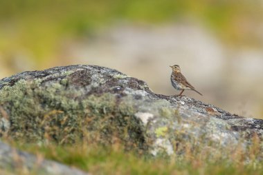 Meadow Pipit - Anthus pratensis, Avrupa çayırlarından ve otlaklarından tüneyen küçük kahverengi kuş, Runde Adası, Norveç.