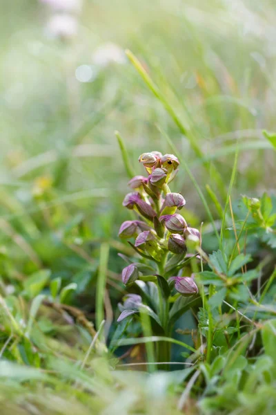Orchidea Żaba Długoogonowa Coeloglossum Viride Mała Rzadka Roślina Storczykowa Półkuli — Zdjęcie stockowe