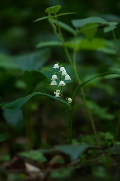 Lily Valley Convallaria Majalis Hermosa Planta Con Flores Bosques Bosques —  Fotos de Stock