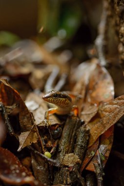 Benekli Orman Kayağı - Sthe Morphus maculatus, Tayland 'daki Asya ormanlarından ve ormanlardan gelen küçük gizli kertenkele.