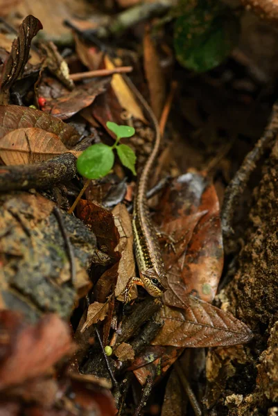 Spotted Forest Skink Sphenomorphus Maculatus Small Hidden Lizard Asian Forests — стокове фото